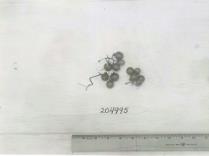 Click for 1 image(s) for this accession. FRUIT